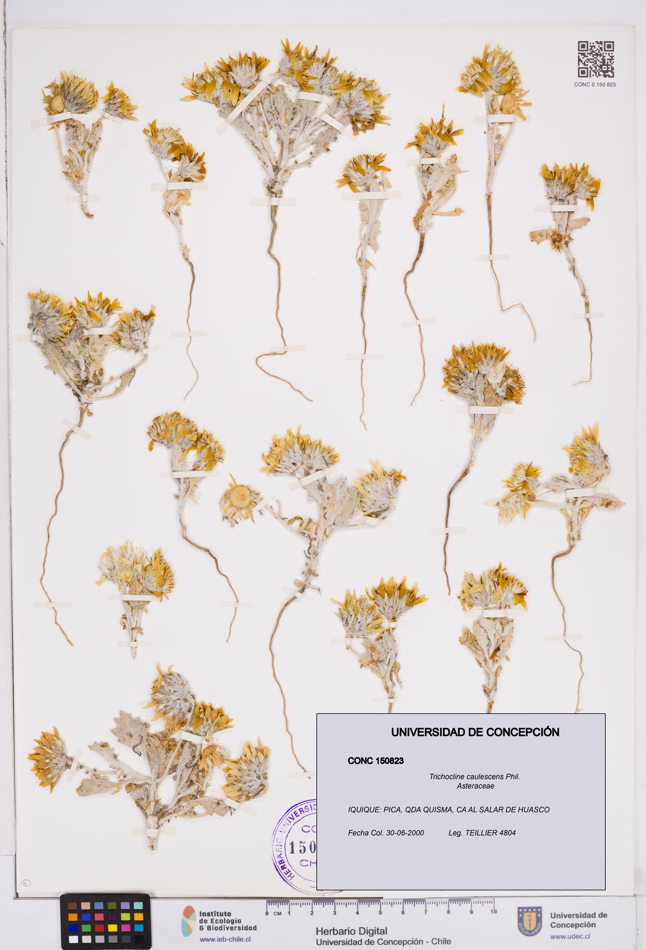 Trichocline caulescens [Espécimen: ]