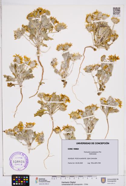 Trichocline caulescens [Espécimen: ]