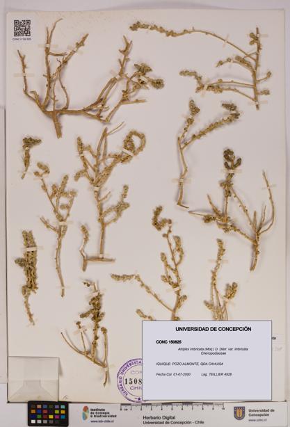 Atriplex imbricata [Espécimen: UDEC:CONC:0150825]