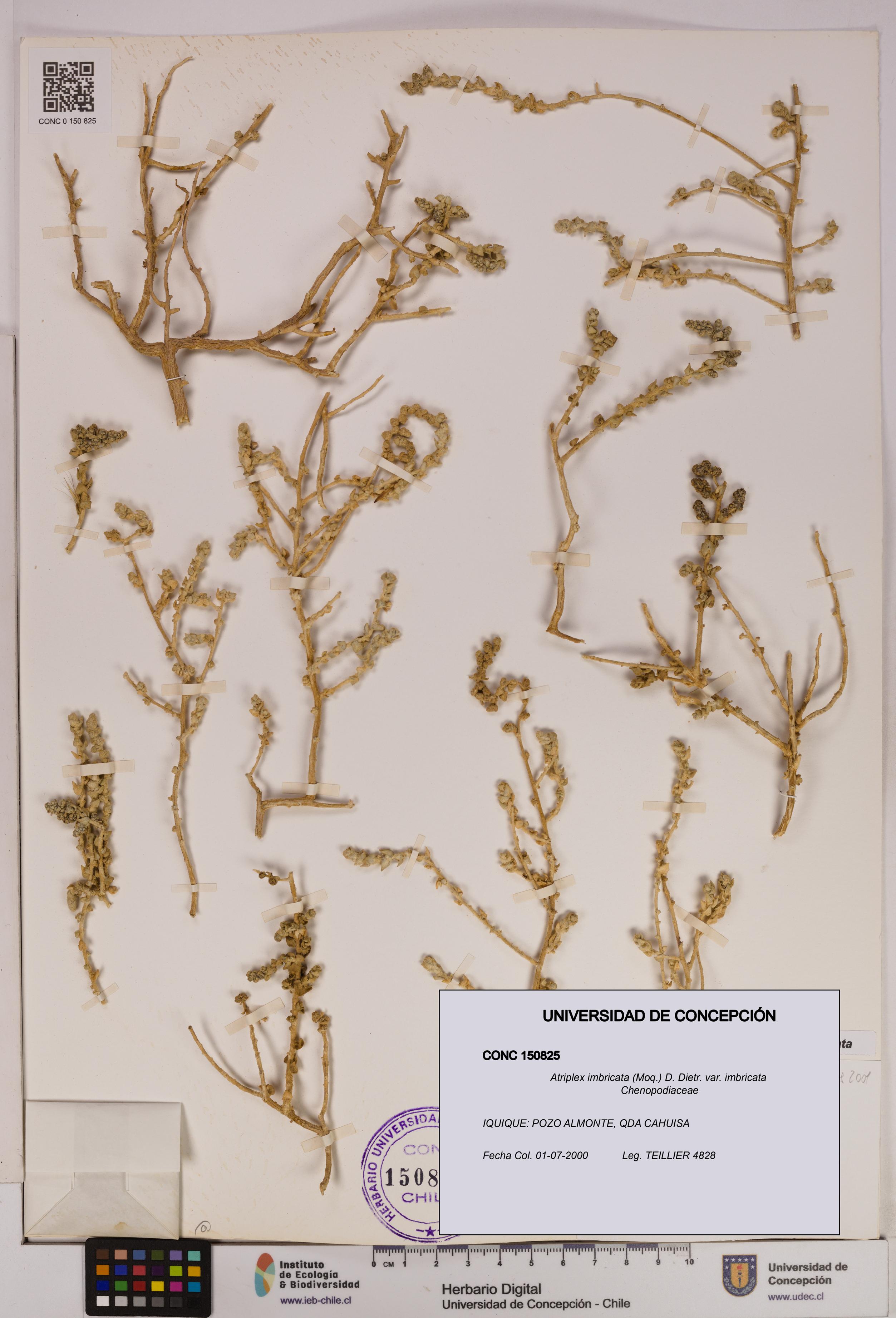 Atriplex imbricata [Espécimen: UDEC:CONC:0150825]