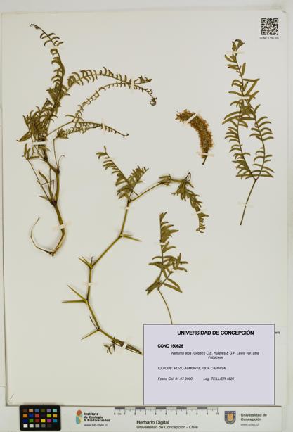 Neltuma alba var. alba [Espécimen: UDEC:CONC:0150828]