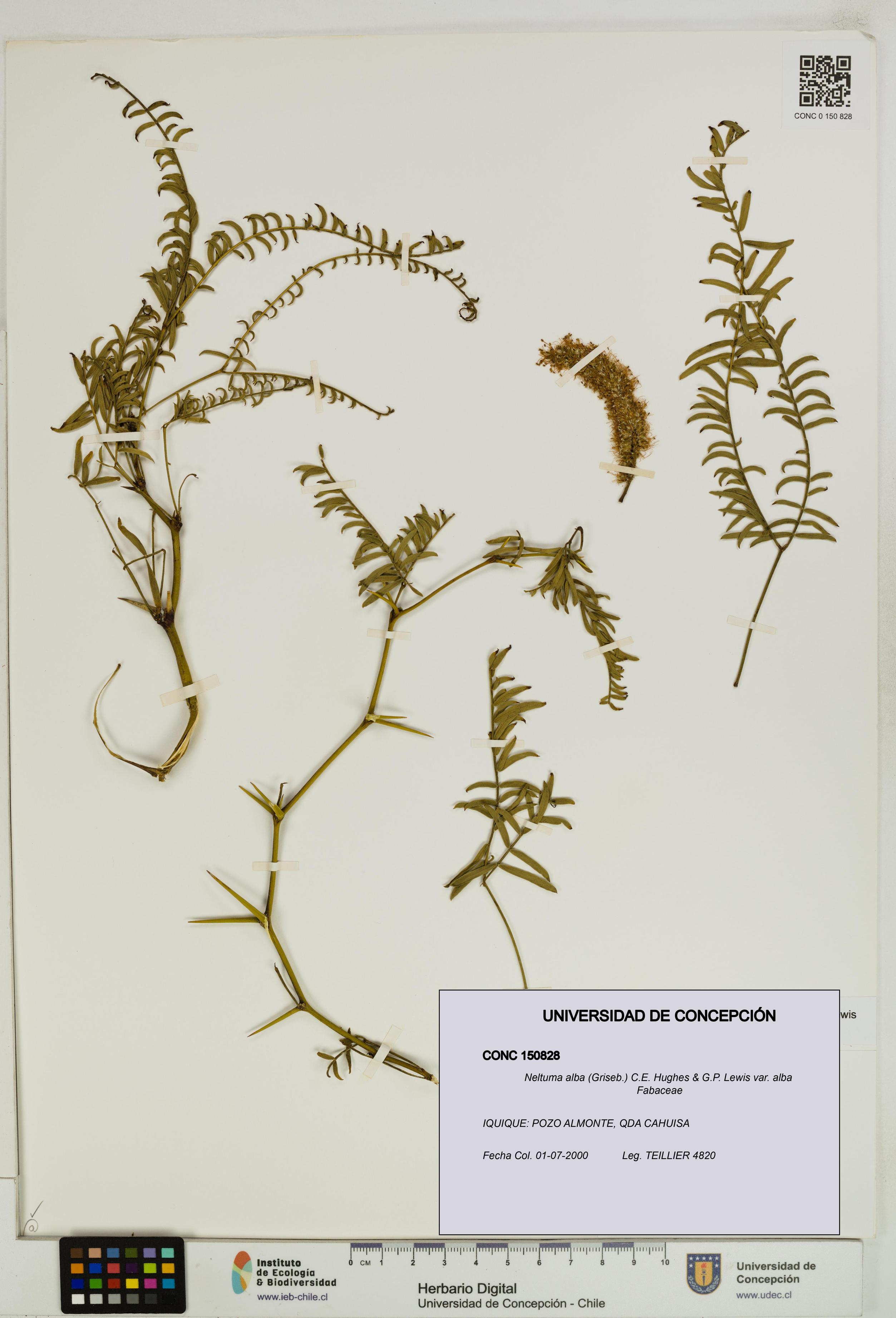 Neltuma alba var. alba [Espécimen: UDEC:CONC:0150828]