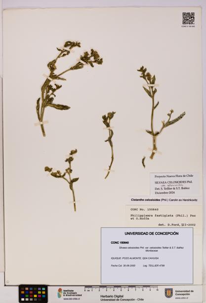 Silvaea celosioides var. celosioides [Espécimen: UDEC:CONC:0150840]