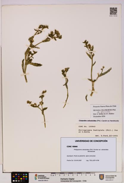 Philippiamra celosioides [Espécimen: ]