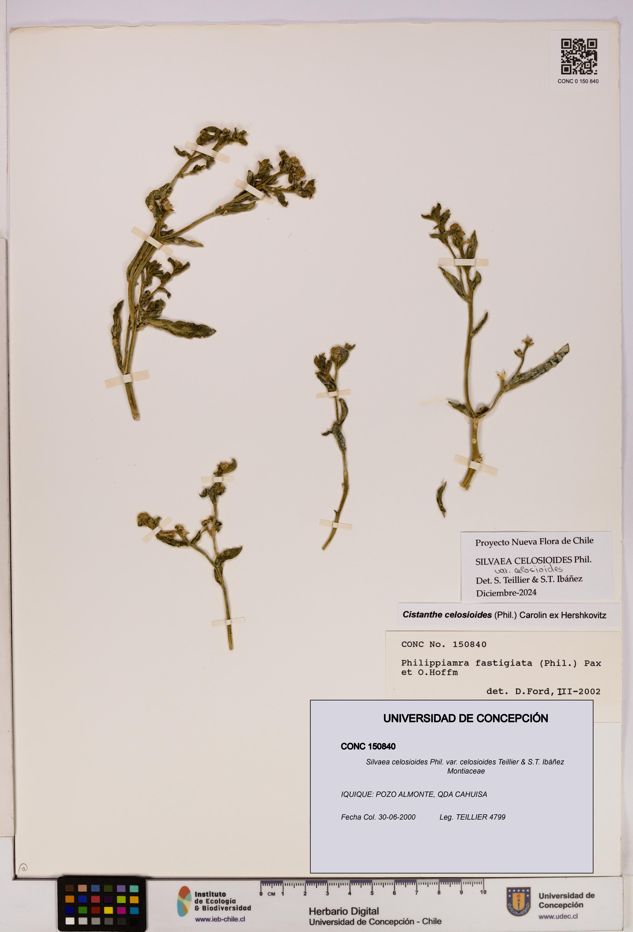 Silvaea celosioides var. celosioides [Espécimen: UDEC:CONC:0150840]