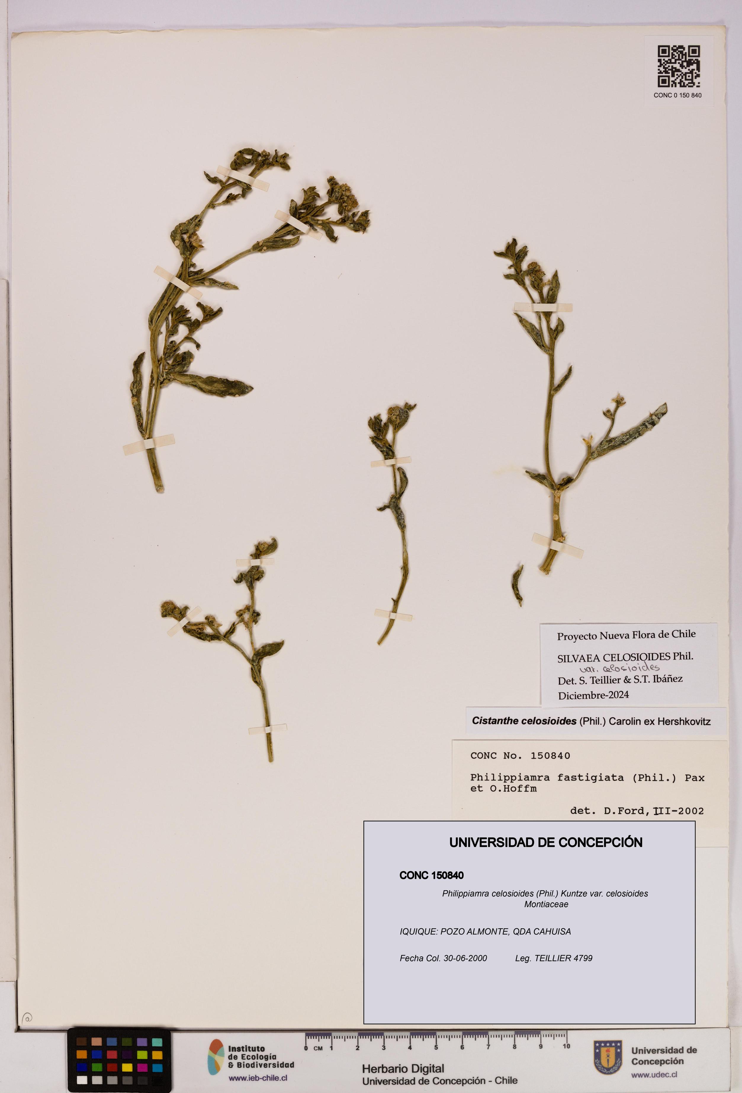 Philippiamra celosioides [Espécimen: ]