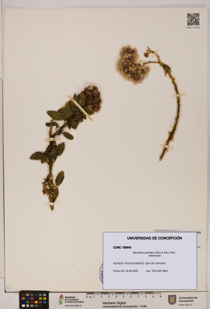 Baccharis scandens [Espécimen: UDEC:CONC:0150843]