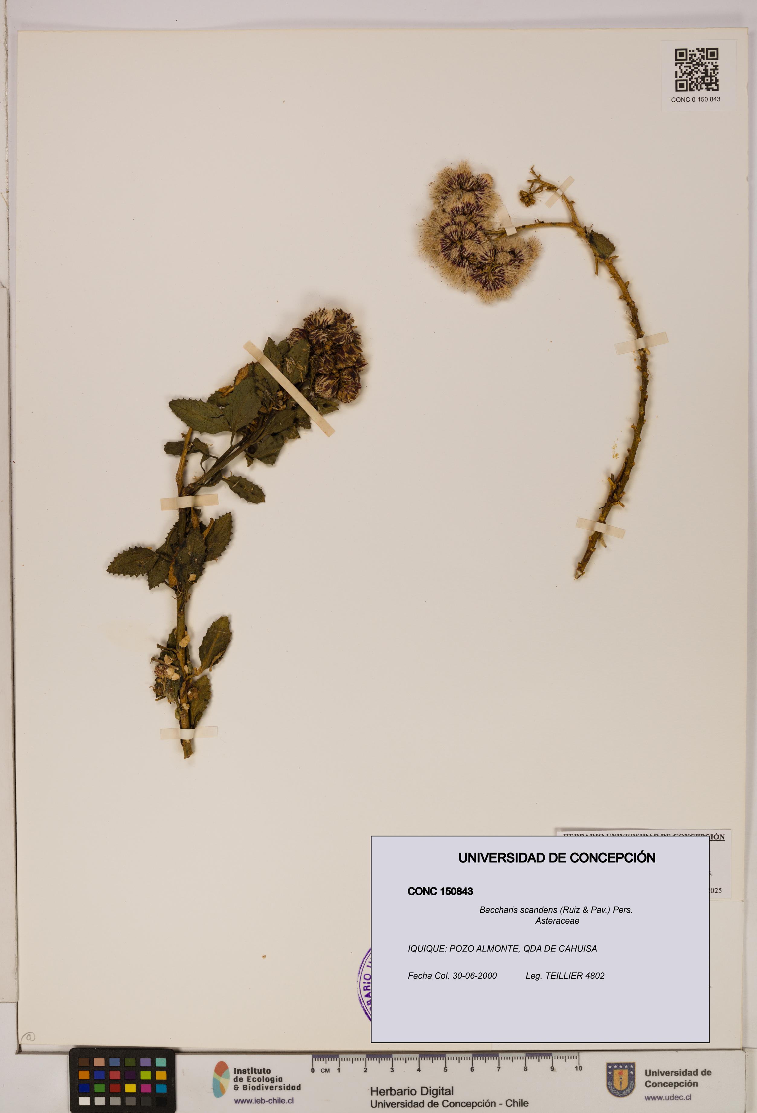 Baccharis scandens [Espécimen: UDEC:CONC:0150843]