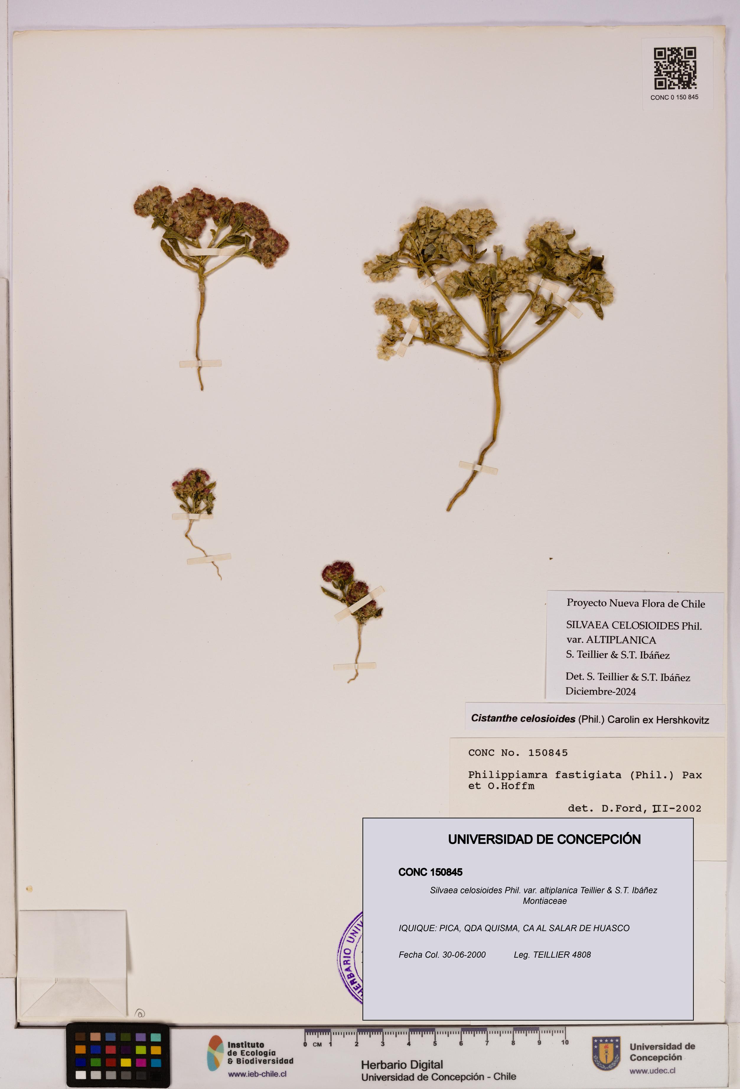 Silvaea celosioides var. altiplanica [Espécimen: UDEC:CONC:0150845]
