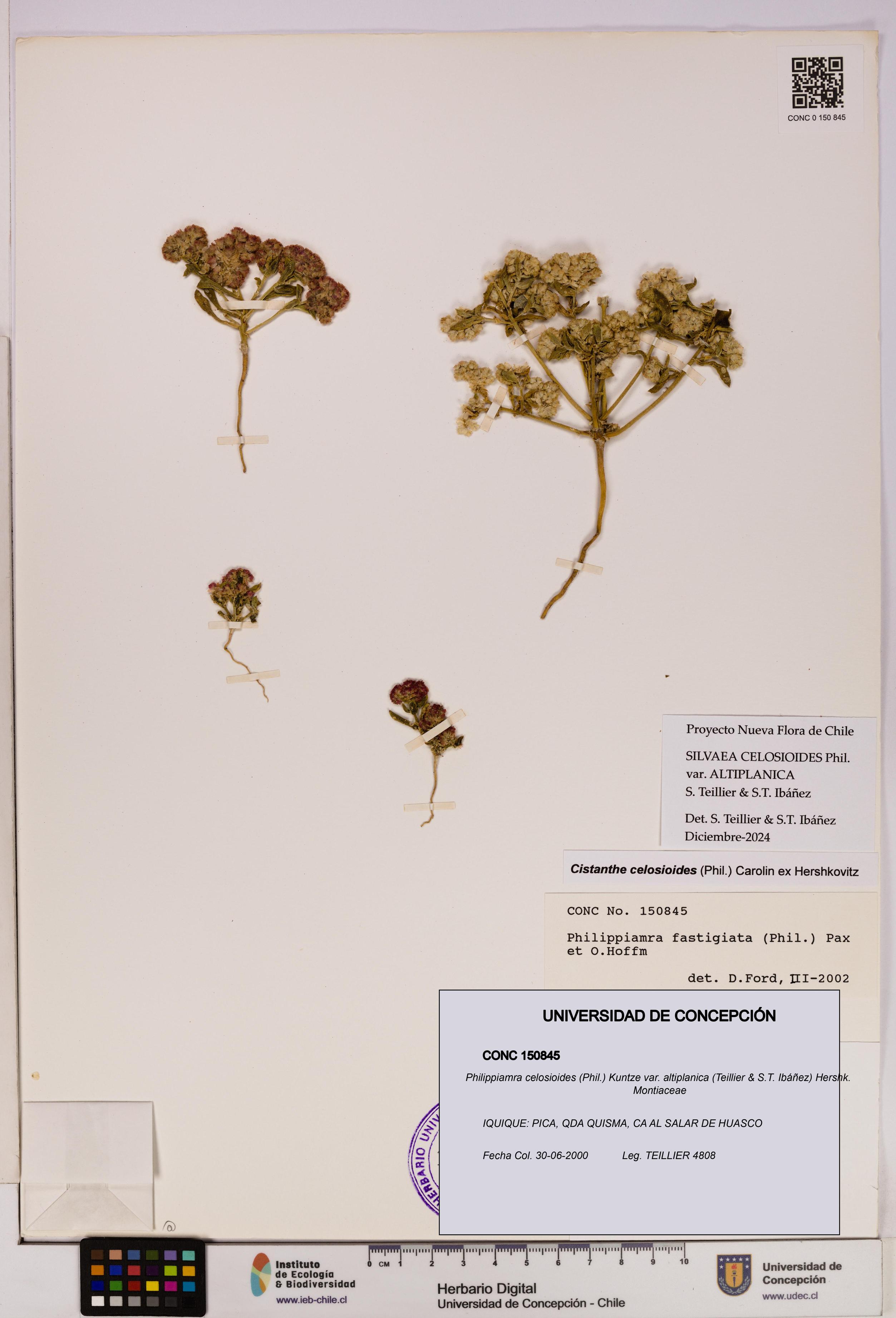 Philippiamra celosioides [Espécimen: ]