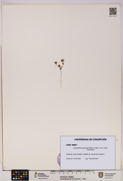 Chaetanthera perpusilla [Espécimen: UDEC:CONC:0150847]