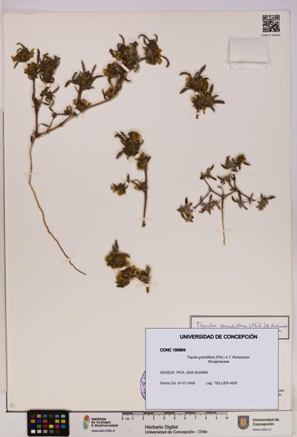 Tiquilia grandiflora [Espécimen: UDEC:CONC:0150854]