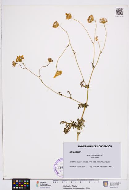 Senecio sinuatilobus [Espécimen: ]