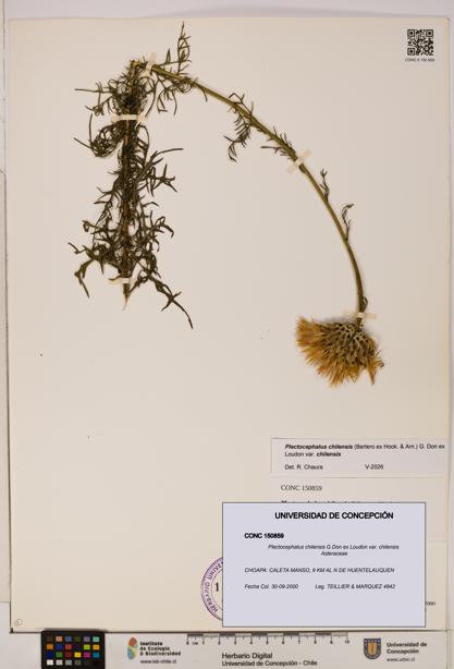 Plectocephalus chilensis [Espécimen: ]
