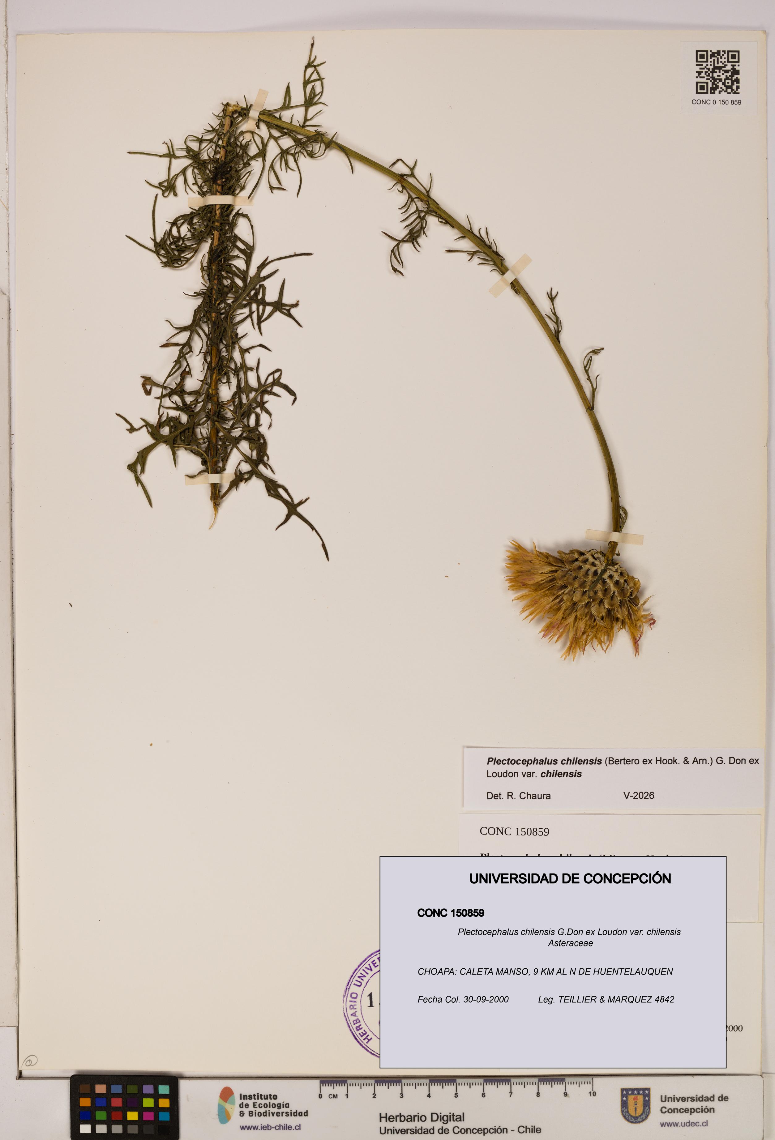 Plectocephalus chilensis [Espécimen: ]