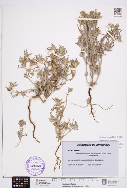 Johnstonella punensis [Espécimen: ]