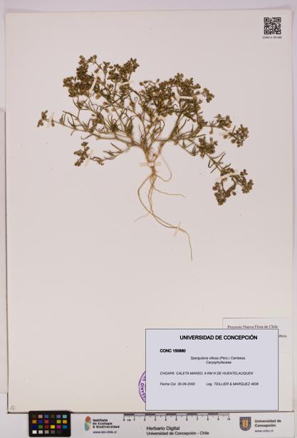 Spergularia villosa [Espécimen: UDEC:CONC:0150880]