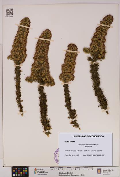 Ophryosporus triangularis [Espécimen: UDEC:CONC:0150889]