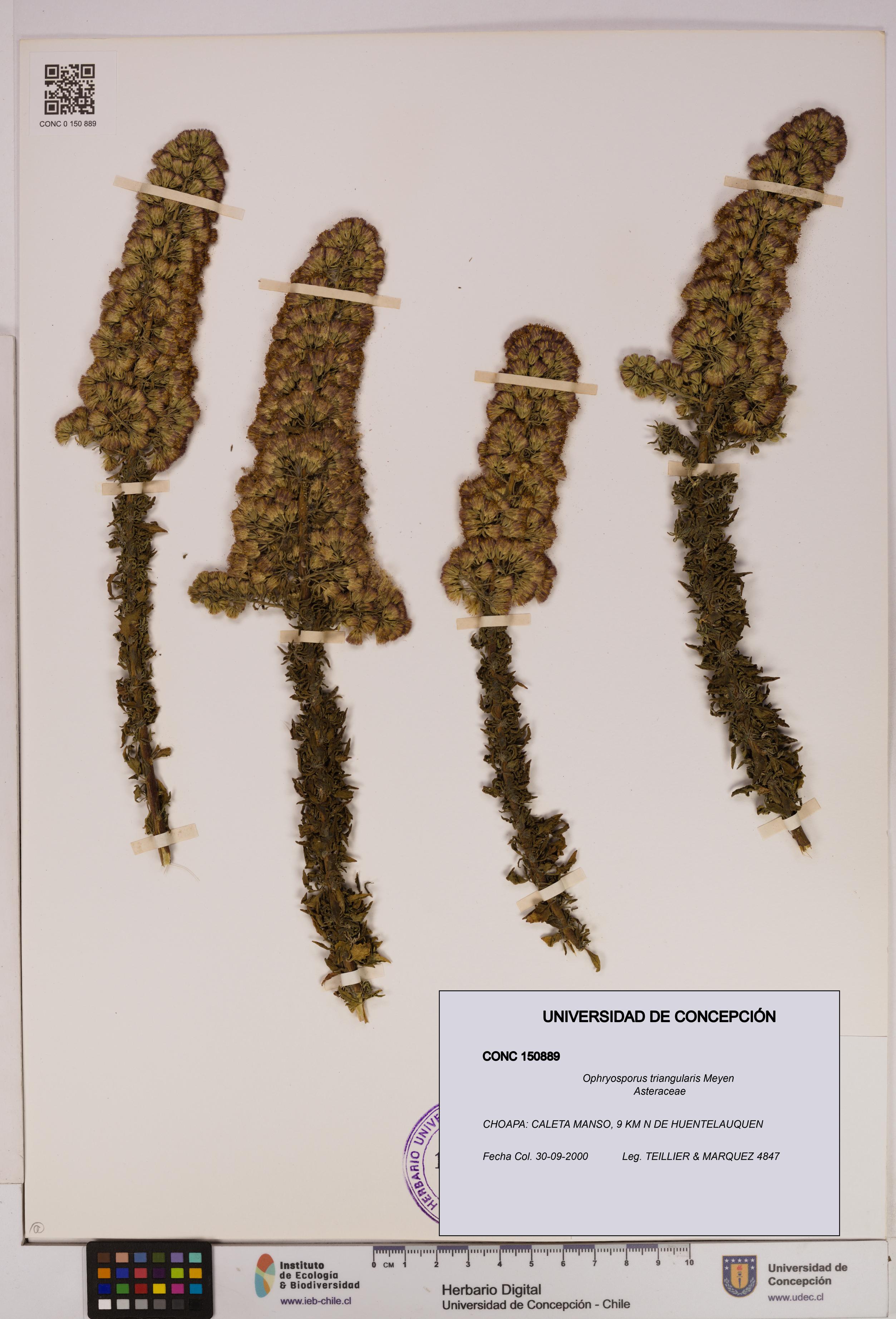 Ophryosporus triangularis [Espécimen: UDEC:CONC:0150889]