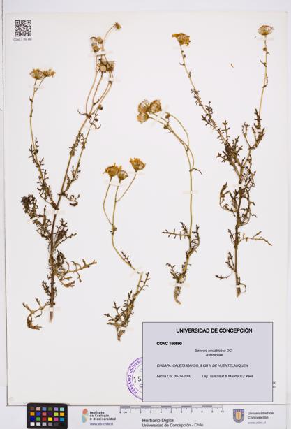 Senecio sinuatilobus [Espécimen: ]