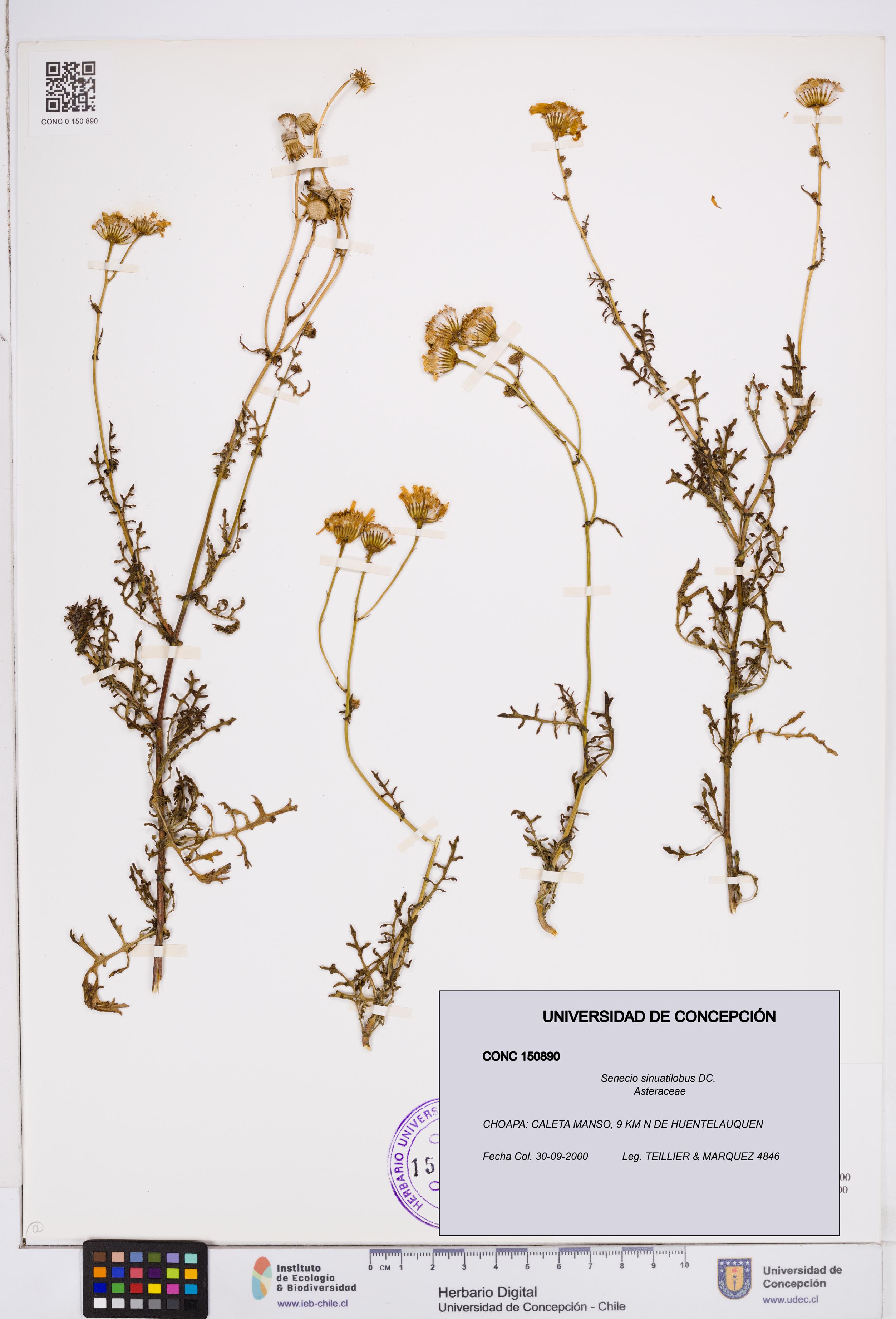Senecio sinuatilobus [Espécimen: ]