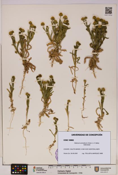 Helenium aromaticum [Espécimen: UDEC:CONC:0150902]