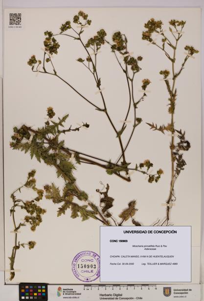 Moscharia pinnatifida [Espécimen: UDEC:CONC:0150903]