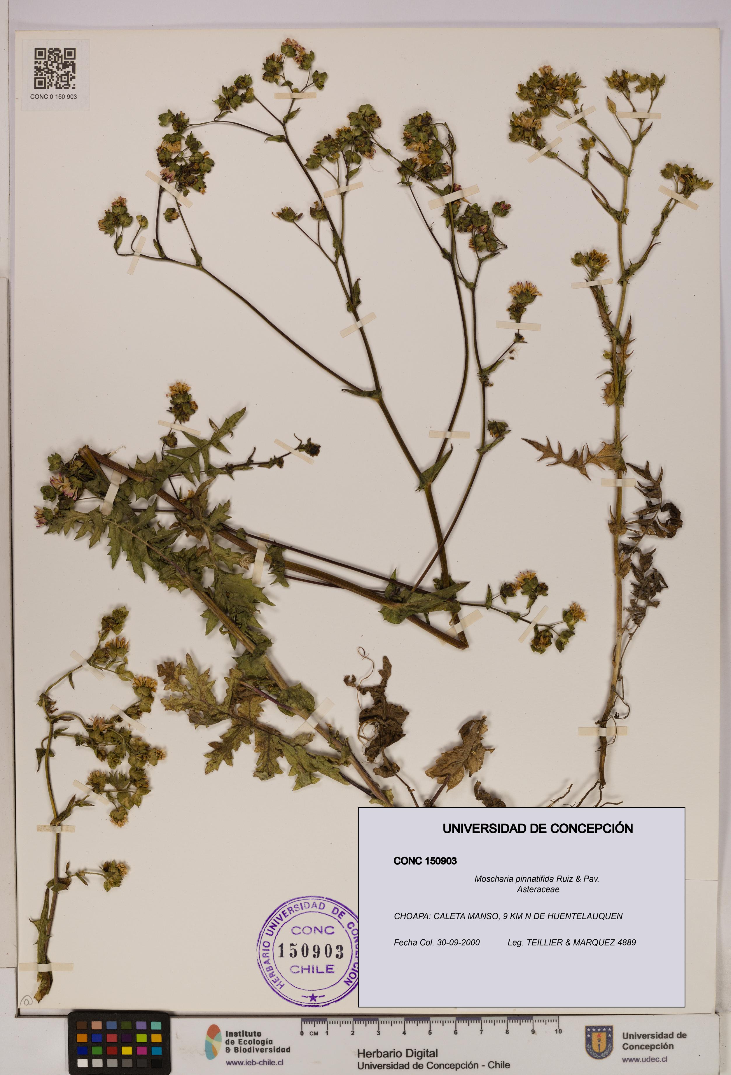 Moscharia pinnatifida [Espécimen: UDEC:CONC:0150903]