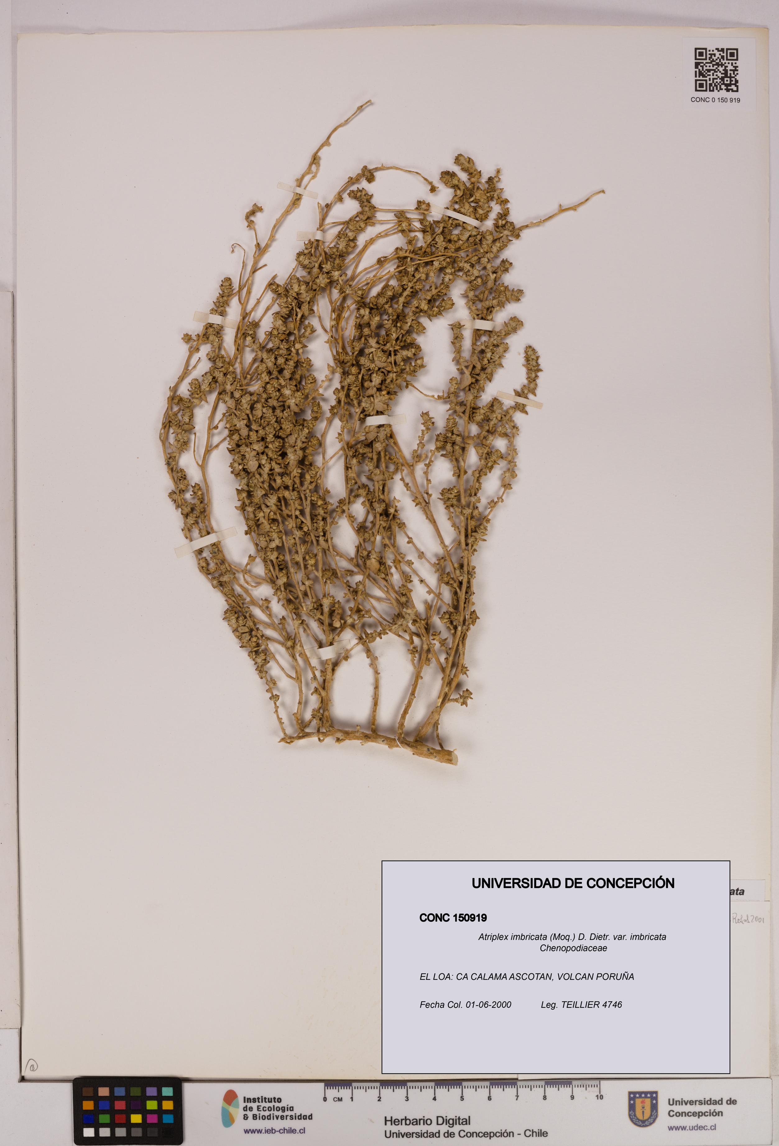 Atriplex imbricata [Espécimen: UDEC:CONC:0150919]