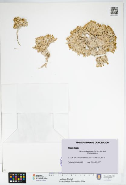 Sarcocornia pulvinata [Espécimen: UDEC:CONC:0150921]