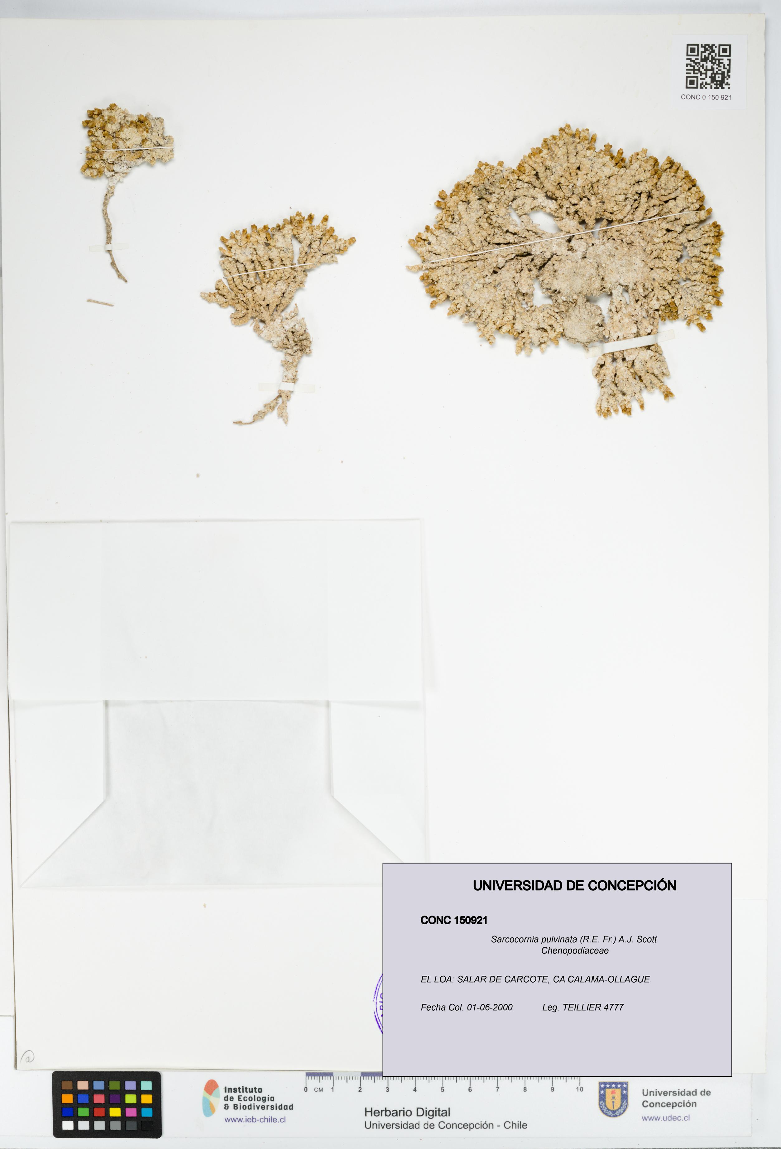 Sarcocornia pulvinata [Espécimen: UDEC:CONC:0150921]