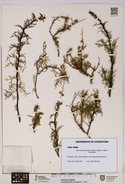 Ambrosia artemisioides [Espécimen: UDEC:CONC:0150922]
