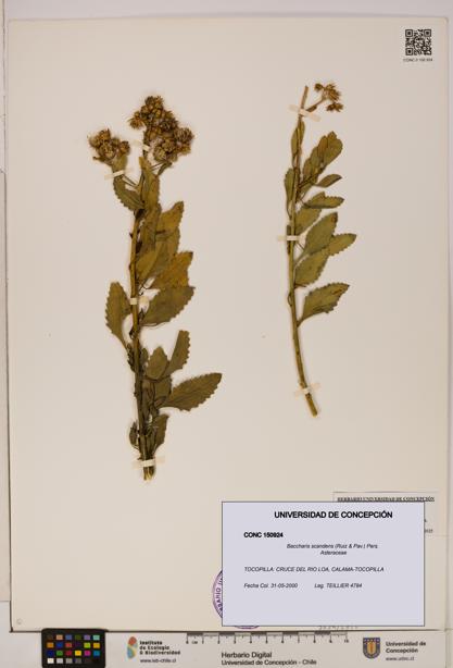 Baccharis scandens [Espécimen: UDEC:CONC:0150924]