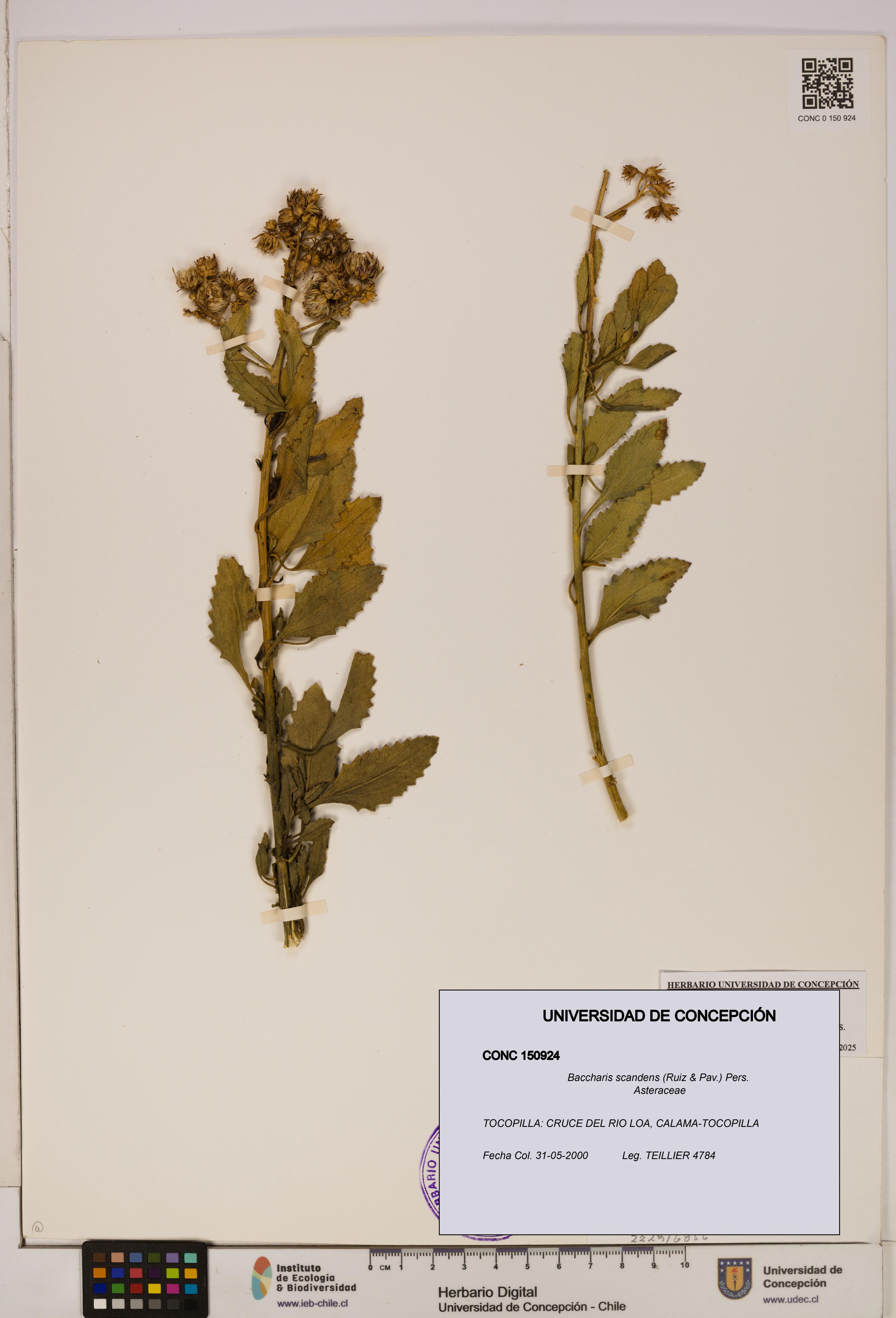 Baccharis scandens [Espécimen: UDEC:CONC:0150924]