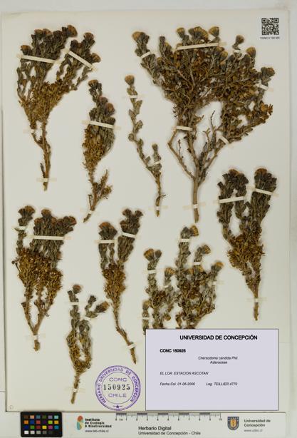 Chersodoma candida [Espécimen: UDEC:CONC:0150925]