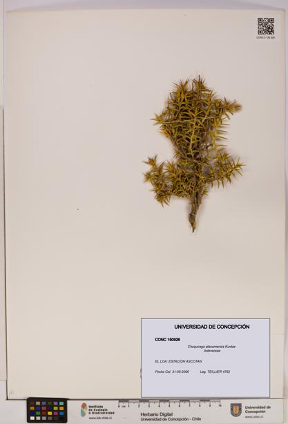 Chuquiraga atacamensis [Espécimen: UDEC:CONC:0150926]