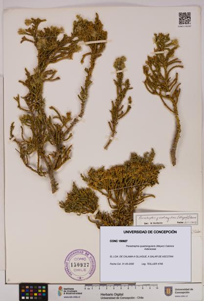 Parastrephia quadrangularis [Espécimen: UDEC:CONC:0150927]