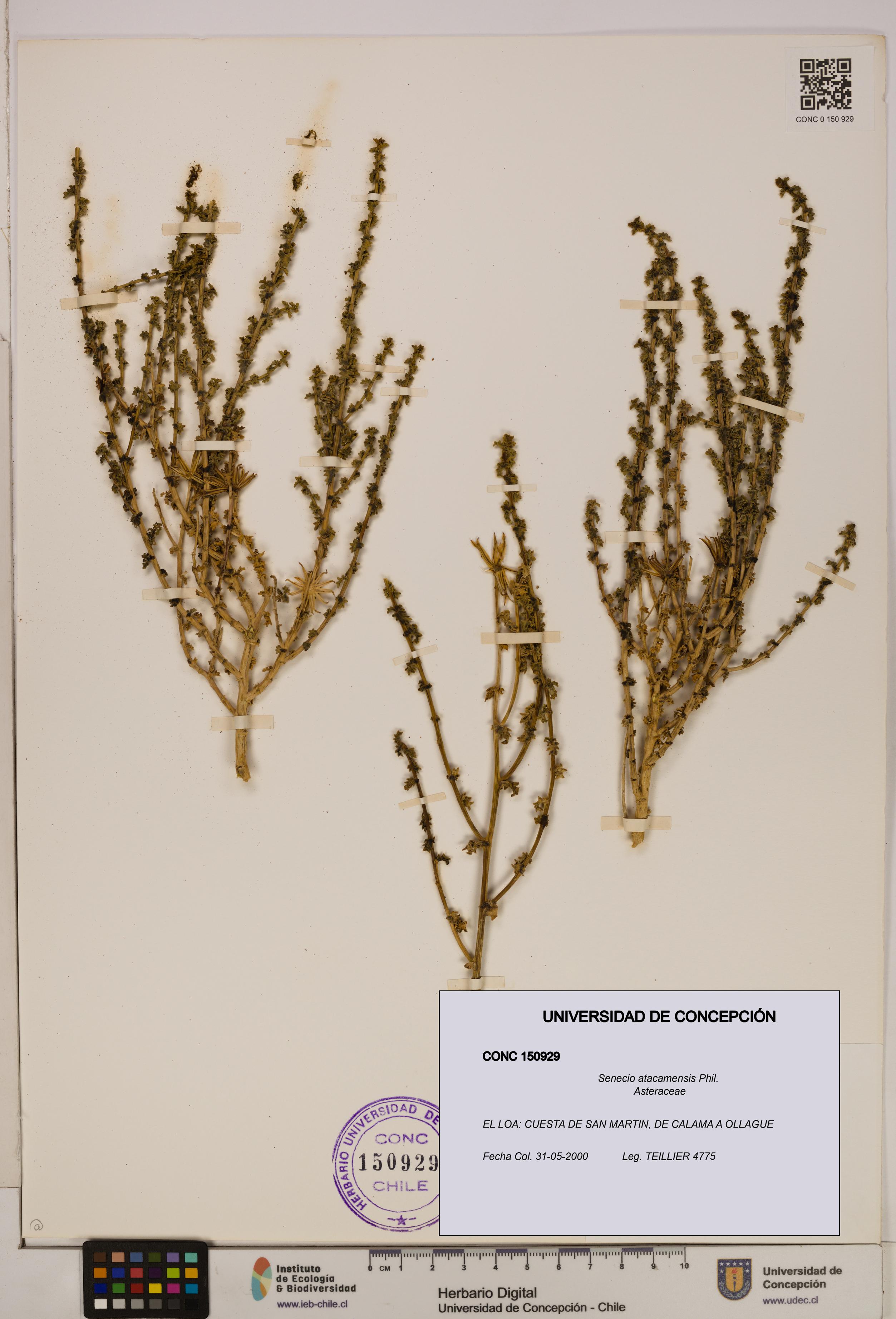 Senecio atacamensis [Espécimen: UDEC:CONC:0150929]