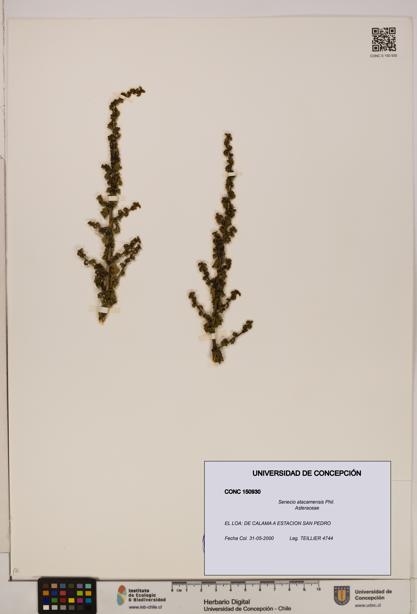 Senecio atacamensis [Espécimen: UDEC:CONC:0150930]
