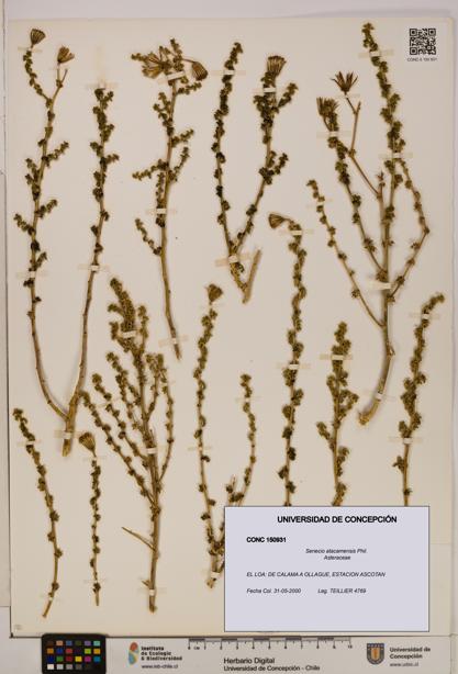 Senecio atacamensis [Espécimen: UDEC:CONC:0150931]
