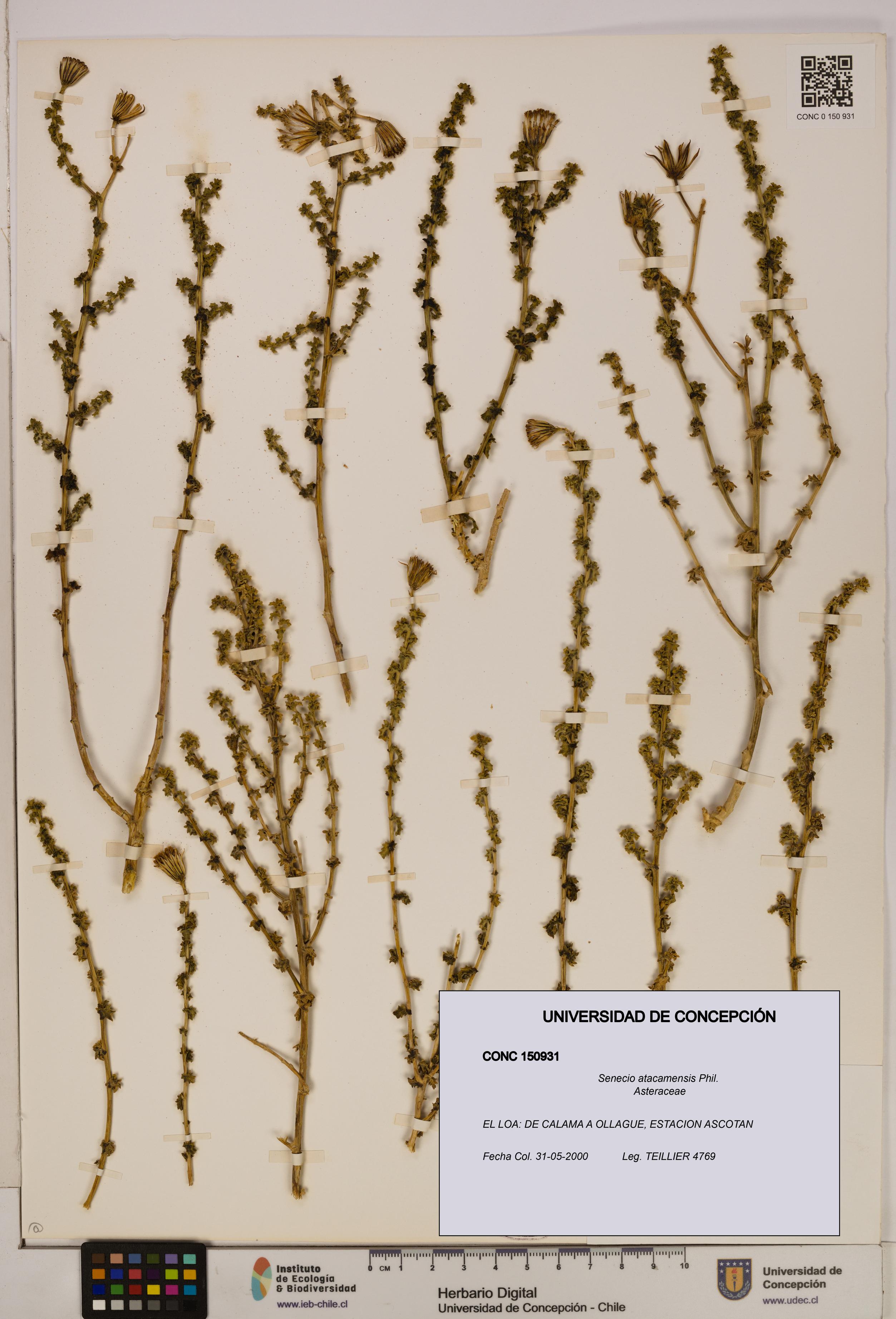 Senecio atacamensis [Espécimen: UDEC:CONC:0150931]
