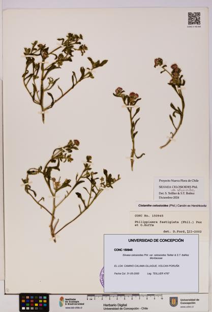 Silvaea celosioides var. celosioides [Espécimen: UDEC:CONC:0150945]