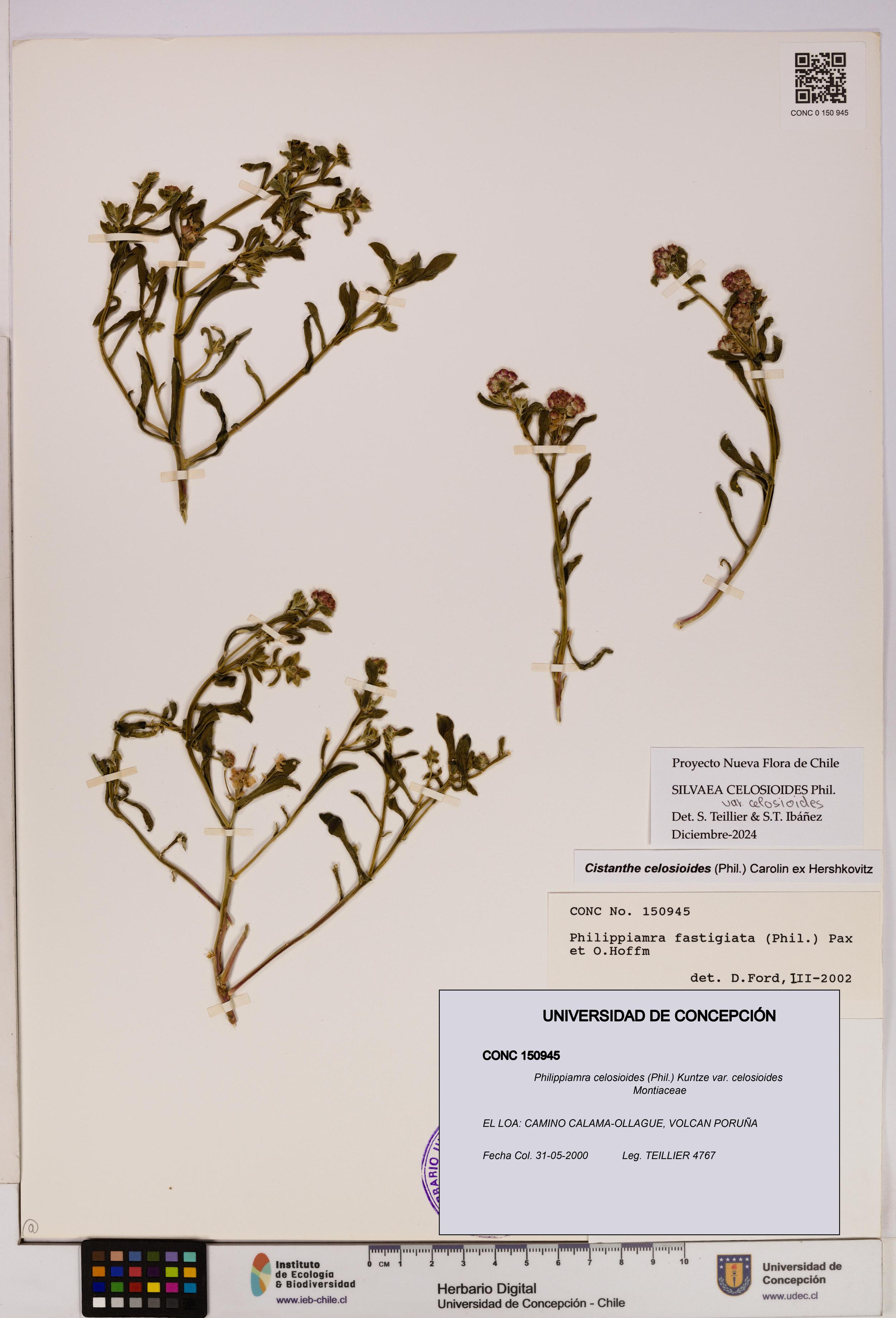 Philippiamra celosioides [Espécimen: ]