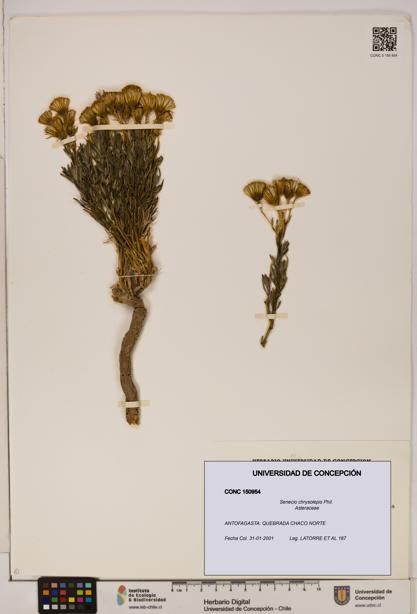 Senecio chrysolepis [Espécimen: UDEC:CONC:0150954]