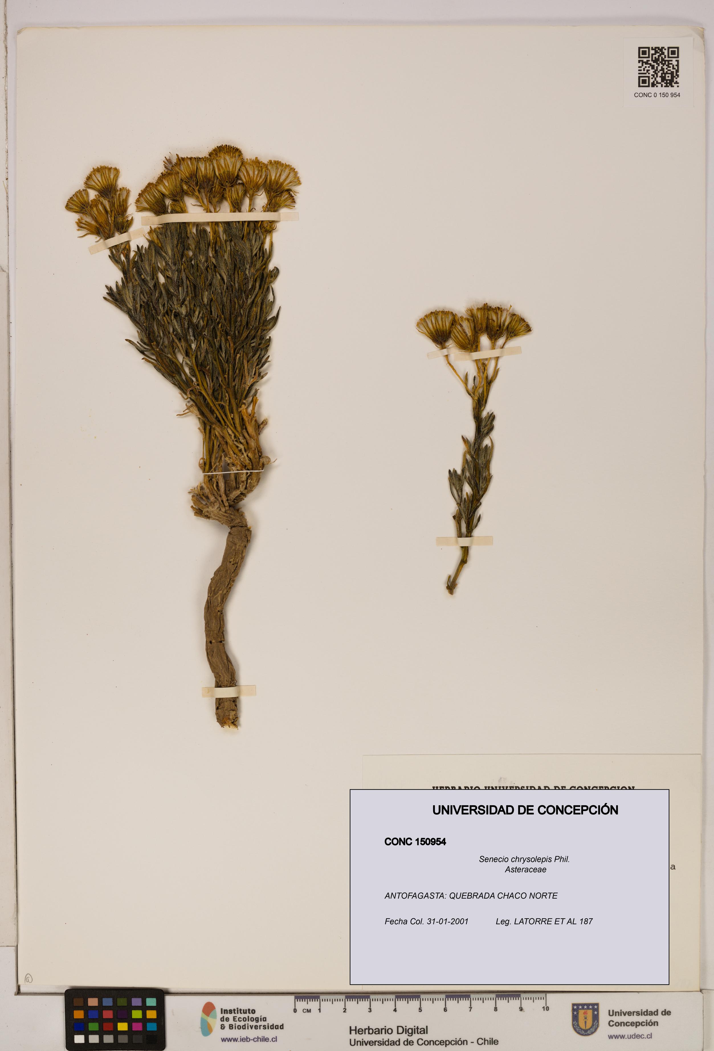 Senecio chrysolepis [Espécimen: UDEC:CONC:0150954]