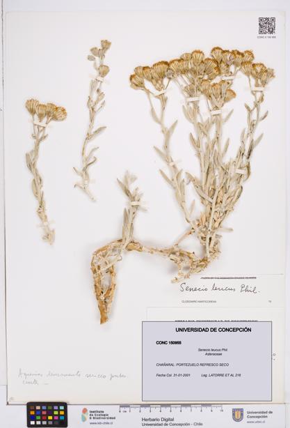 Senecio leucus [Espécimen: ]