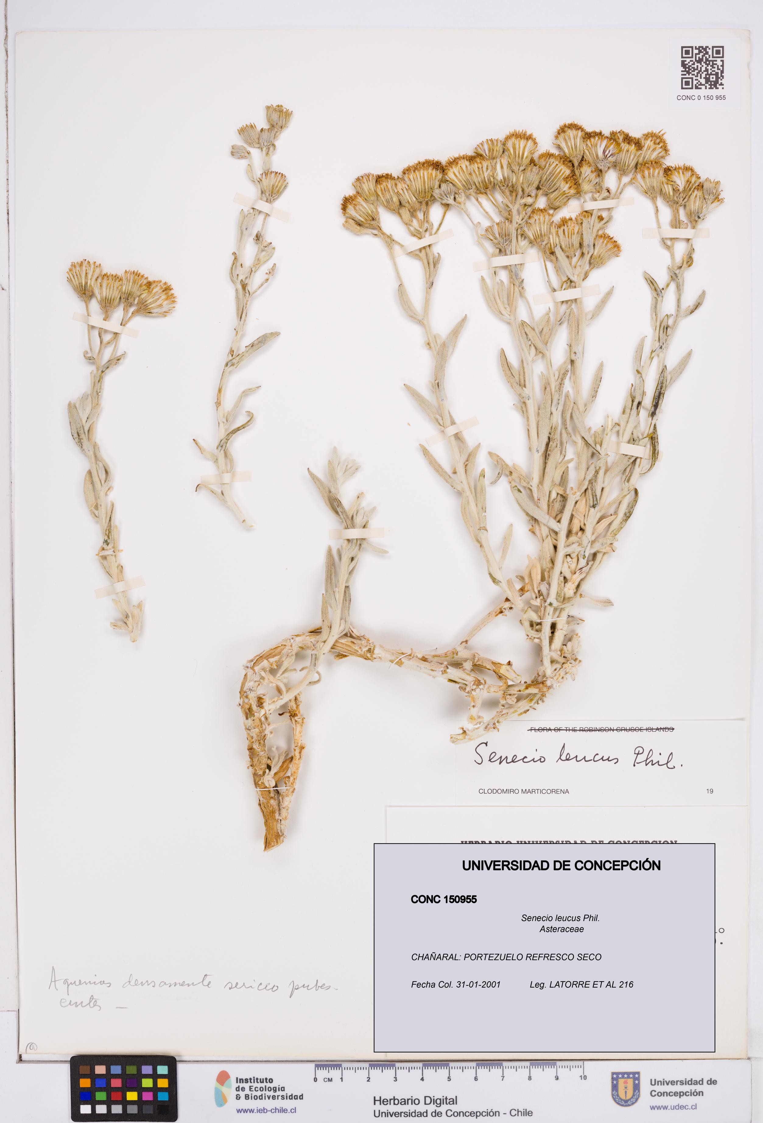 Senecio leucus [Espécimen: ]