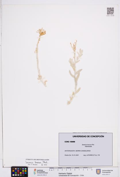Senecio leucus [Espécimen: ]