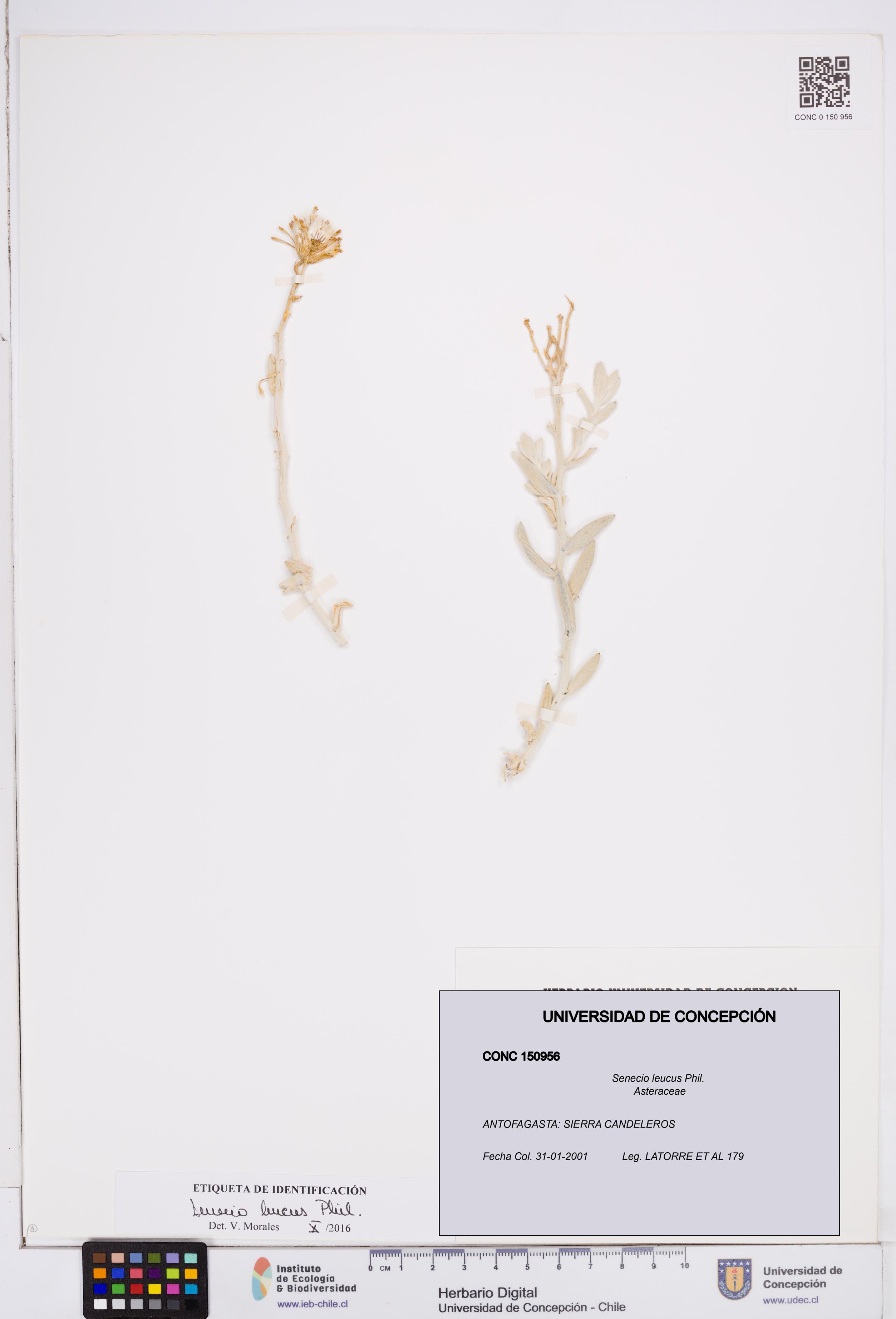 Senecio leucus [Espécimen: ]