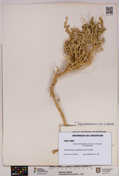 Atriplex imbricata [Espécimen: UDEC:CONC:0150957]